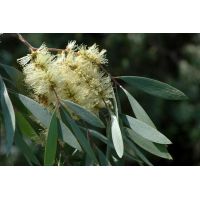 Australijski Olejek z Drzewa Herbacianego - Drzewo Herbaciane (30 ml) Krauterhaus Sanct Bernhard