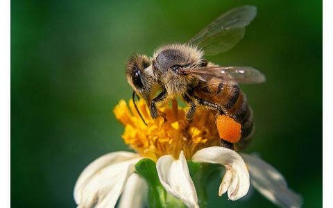 Pyłek pszczeli, jako naturalny składnik wpływający na poprawę zdrowia