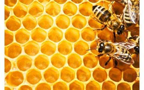 Pszczoły dają mleczko (i nie tylko)! 